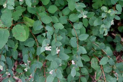 Common Snowberry leaves